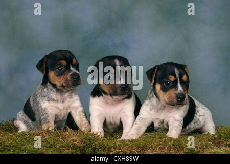 Jack Russell Terrier puppy Banque D'Images