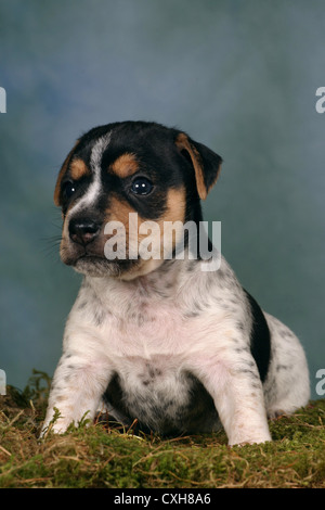 Jack Russell Terrier puppy Banque D'Images