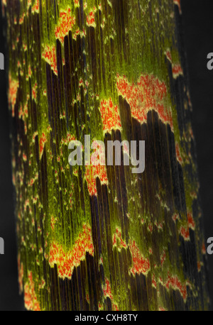 Arisaema tortuosum, Arum tortuosum nom commun Whipcord Cobra Lily, Jack in the pulpit close up Banque D'Images