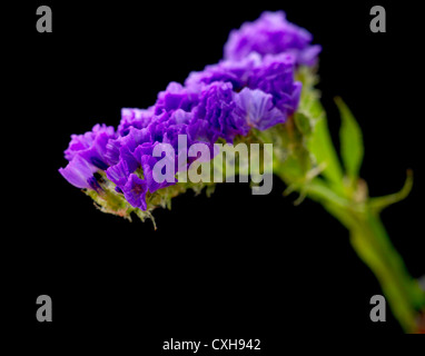 Limonium. Nom commun. Statice, lavande de mer Banque D'Images