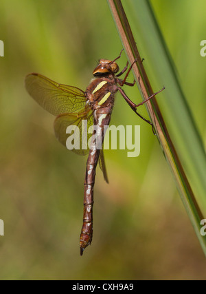 Portrait d'une femelle brown hawker Aeshna grandis libellule au repos Banque D'Images