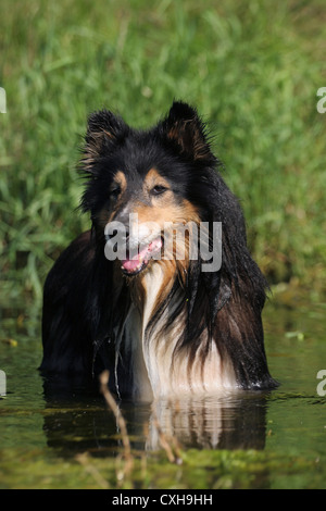 Collie dans l'eau Banque D'Images