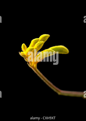 Nom Anigozanthos.common ou kangourou monkey paw closeup Banque D'Images