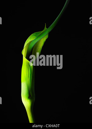 Arisaema tortuosum, Arum tortuosum nom commun Whipcord Cobra Lily, Jack in the pulpit fond noir Banque D'Images