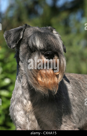 Portrait miniature Schnauzer Banque D'Images