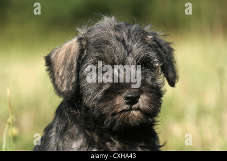 Chiot Schnauzer nain Banque D'Images