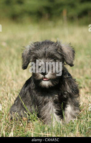 Chiot Schnauzer nain Banque D'Images