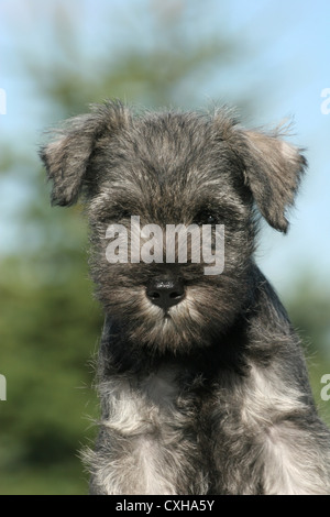 Chiot Schnauzer nain portrait Banque D'Images