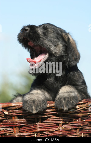 Chiot schnauzer béant Banque D'Images