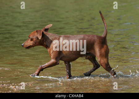 Trotting pinscher nain Banque D'Images