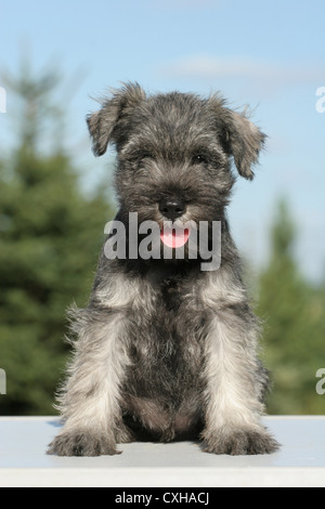 Chiot Schnauzer nain Banque D'Images