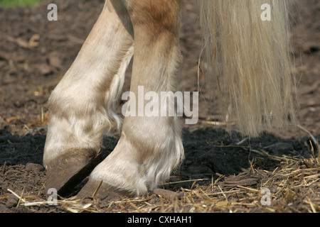 Pattes de cheval Banque D'Images