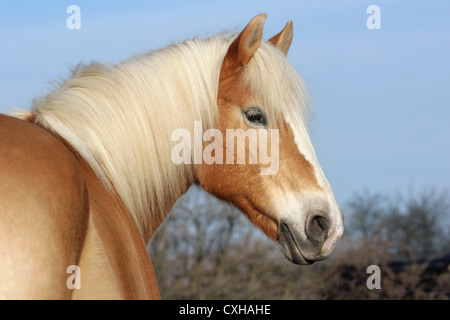 Tête de cheval Haflinger Banque D'Images