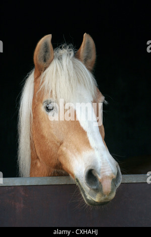 Tête de cheval Haflinger Banque D'Images