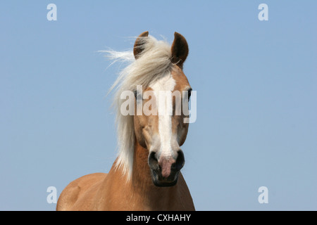 Portrait cheval Haflinger Banque D'Images