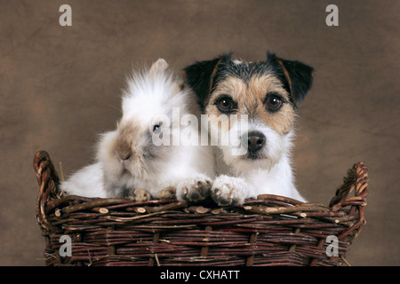 chien et lapin Banque D'Images