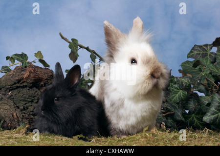 lapins nain Banque D'Images