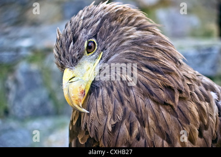 Golden Eagle head close up Banque D'Images