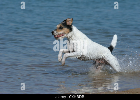 L'exécution de Parson Russell Terrier Banque D'Images