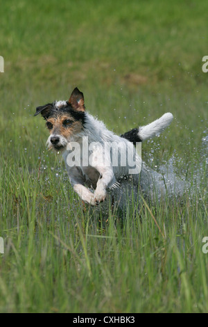 L'exécution de Parson Russell Terrier Banque D'Images