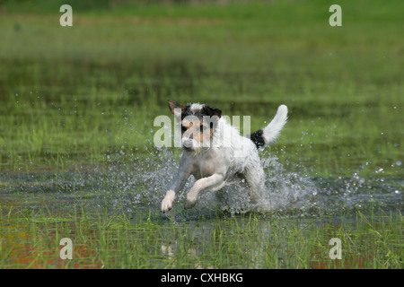 L'exécution de Parson Russell Terrier Banque D'Images