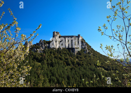 Vue paysage encadré par de nouveaux bourgeons du printemps des remparts et la tour de peyrepertuse, un château cathare médiéval en pierre 12ème, contre Banque D'Images