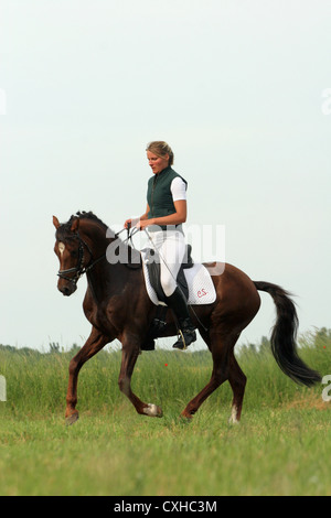 Équitation étalon poney allemand de dressage Banque D'Images