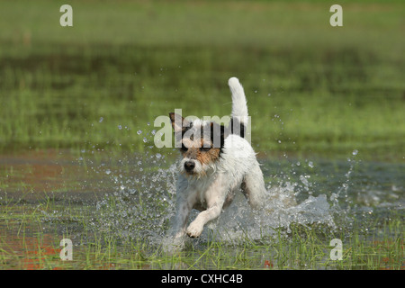 L'exécution de Parson Russell Terrier Banque D'Images