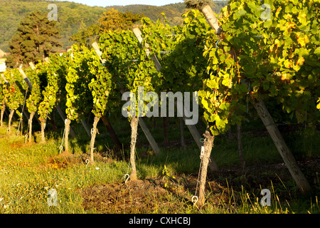 Soleil dans la matinée sur les vignes en Alsace Région Viticole de France Banque D'Images