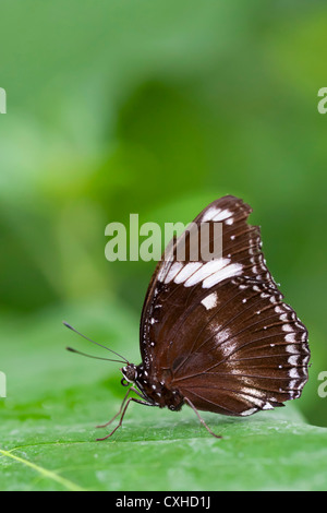 L'amiral blanc (Limenitis camilla) butterfly vue ventrale Banque D'Images