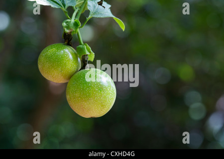 Passiflora edulis flavicarpa. Fleur de Passion fruit en Inde Banque D'Images