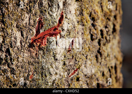 Rayures de tigre marque sur arbre dans la Réserve de tigres de Jim Corbett, Inde. Banque D'Images