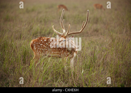 Spotted deer (chital, ou Axis axis) dans la région de Dhikala à Jim Corbett Tiger Reserve, en Inde. Banque D'Images