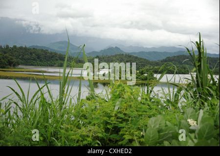 Vue du lac Nam Tien et magnifique habitat naturel dans les environs du centre de conservation des éléphants Sayaboury au Laos. Banque D'Images