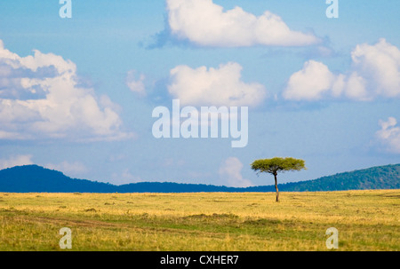 Arbre dans la savane, le paysage africain typique Banque D'Images