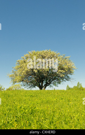 Blooming apple tree in field Banque D'Images