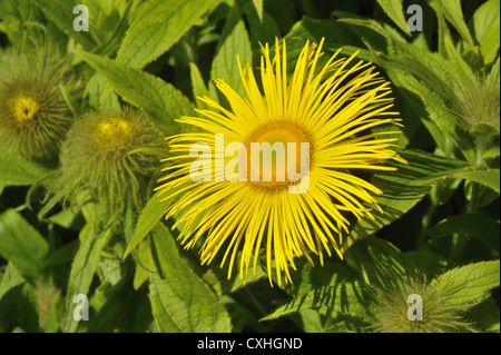 Inula hookeri contre fleurs feuilles et bourgeons non ouvert Banque D'Images