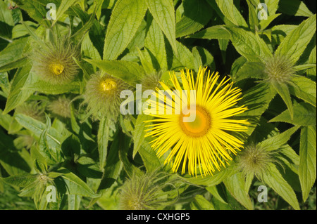 Inula hookeri contre fleurs feuilles et bourgeons non ouvert Banque D'Images