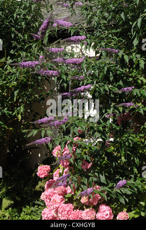 Buddliea davidii et hortensia rose contre un mur de la maison Banque D'Images