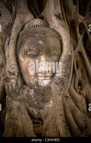 Tête de Bouddha dans les racines du Banyan Tree Banque D'Images