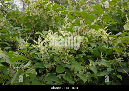 La renouée du Japon (Reynoutria japonica) des plantes à fleurs Banque D'Images