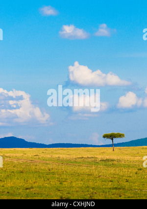 Arbre dans la savane, le paysage africain typique Banque D'Images