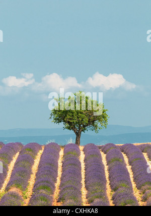 Arbre en champ de lavande, Provence, France Banque D'Images