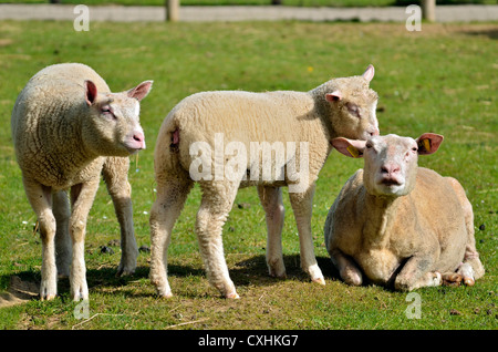 Moutons et deux agneaux (Ovis aries) sur l'herbe Banque D'Images