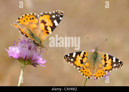 Libre de deux papillons belle dame (Vanessa cardui) se nourrissant de fleurs mauve scabiosa Banque D'Images