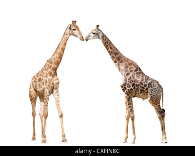 Giraffe isolated Banque D'Images