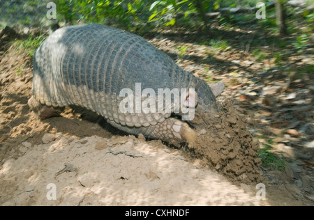 Le tatou géant (Priodontes maximus) WILD, creuser de nouvelles burrow, Pantanal, Brésil Banque D'Images