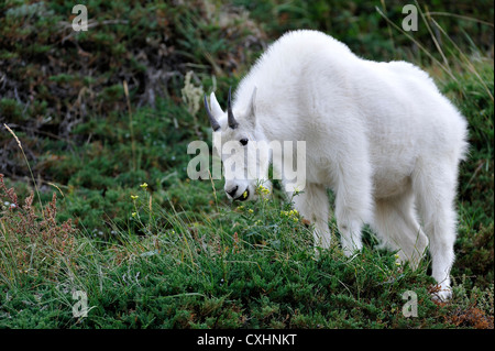 Une chèvre de montagne se nourrissant de fleurs sauvages Banque D'Images