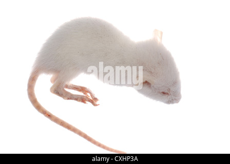 Isolés de souris rat blanc Banque D'Images