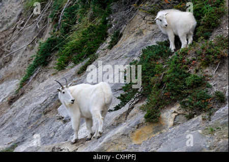 Une mère chèvre de montagne avec son nouveau bébé. Banque D'Images